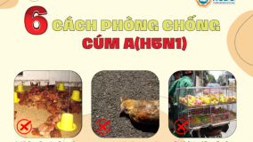 6 cách phòng chống cúm A (H5N1)