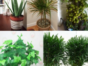 5 loại cây hút sạch bức xạ, sóng điện thoại nhất định phải trồng