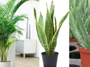 6 loại cây trồng trong phòng ngủ giúp bạn luôn ngon giấc