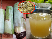 Nước ép thân chuối – Bài thuốc giúp đánh tan sỏi thận, chữa tiểu đường ai cũng khen hiệu quả