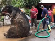 Người phụ nữ chết đuối trong nhà vì ngập lụt, sau khi thông cống phát hiện 'con chuột' khổng lồ cùng hàng tấn rác thải gây tắc cứng