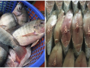 6 loại cá chứa thủy ngân và nhiễm độc cao nhất, nên chọn lựa kỹ trước khi ăn