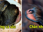 21 thứ bạn từng nghe nói đến nhưng rất ít có dịp trông thấy tận mắt