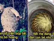 26 hình ảnh đáng sợ khiến bạn chột dạ khi kéo từng ảnh, yếu tim thì tốt nhất đừng xem