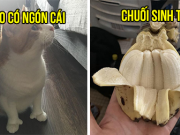 19 'đột biến' trong tự nhiên khiến chúng ta phải bật cười thích thú