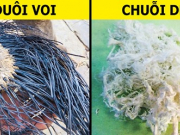 6 thứ chúng ta nghe nói đến suốt ngày nhưng chưa bao giờ thấy tận mắt