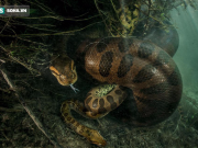 Màn hành quyết gây ám ảnh của trăn Anaconda