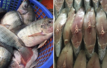6 loại cá chứa thủy ngân và nhiễm độc cao nhất, nên chọn lựa kỹ trước khi ăn
