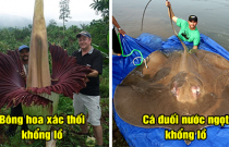 19 bức ảnh cho thấy con người nhỏ bé ra sao trước thế giới rộng lớn: Số 16 thực sự choáng ngợp