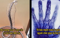 16 sự thật khiến bạn 'rớt hàm', số 14 là nhạc cụ tạo âm thanh ghê rợn trong phim kinh dị