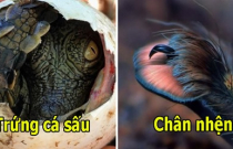 21 thứ bạn từng nghe nói đến nhưng rất ít có dịp trông thấy tận mắt