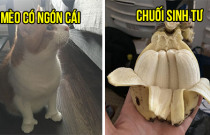19 'đột biến' trong tự nhiên khiến chúng ta phải bật cười thích thú
