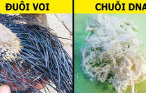 6 thứ chúng ta nghe nói đến suốt ngày nhưng chưa bao giờ thấy tận mắt