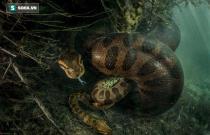 Màn hành quyết gây ám ảnh của trăn Anaconda
