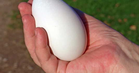 Thực hư việc mẹ bầu ăn trứng ngỗng có tốt không?