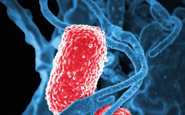 Vi khuẩn vô hại trong ruột biến thành dạng ăn thịt người, giết chết 5 bệnh nhân Trung Quốc từ đầu năm tới nay