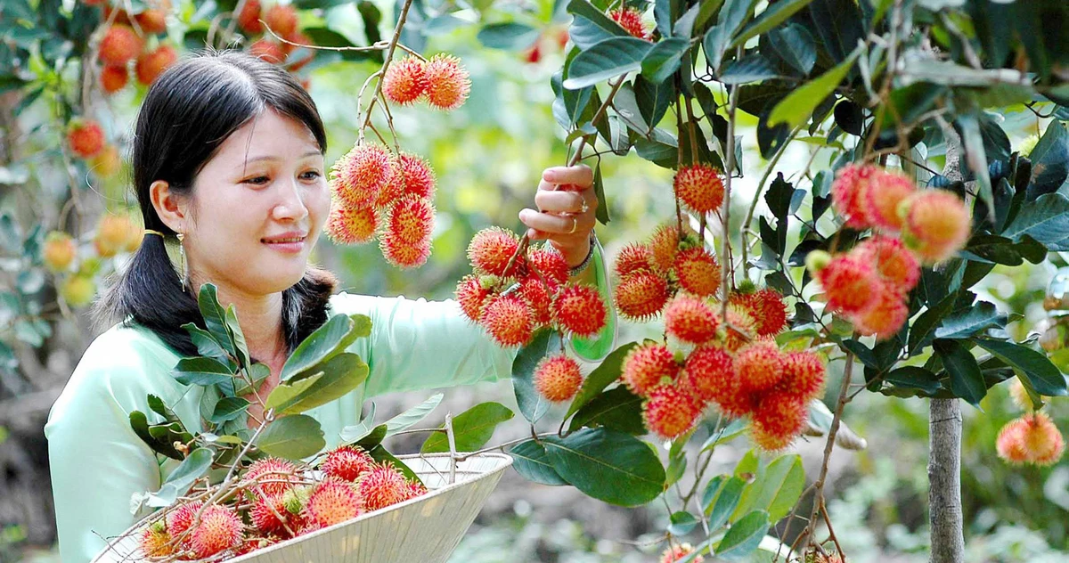 Miệt vườn Cù lao An Bình (Ảnh: Internet)