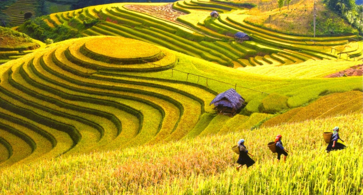 Mai Châu mùa lúa vàng (Ảnh: Internet)