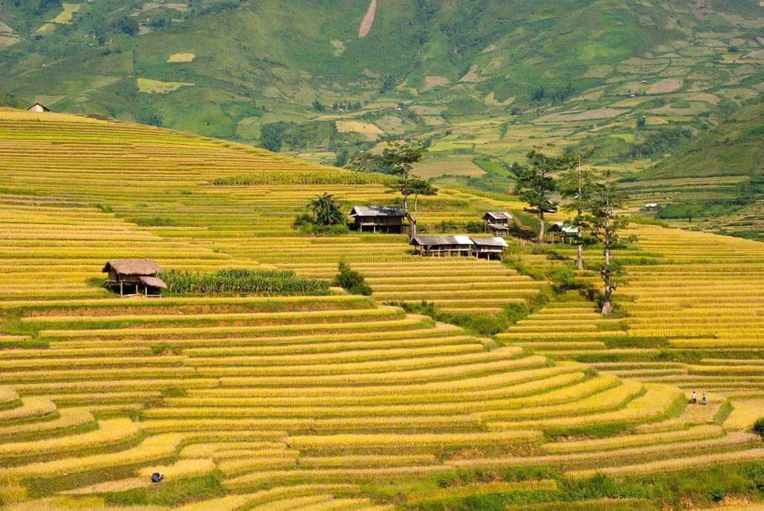 Ruộng bậc thang Ngọc Chiến (Ảnh: Internet)