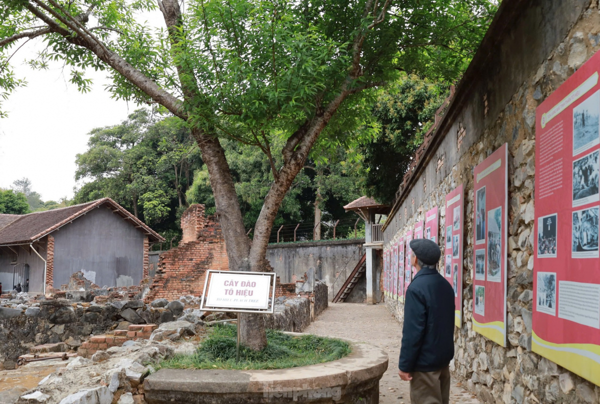 Cây đào Tô Hiệu (Ảnh: Tiền Phong)