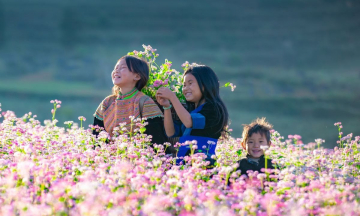 Mùa hoa tam giác mạch ở Hà Giang vào tháng mấy? Ngắm hoa ở đâu đẹp nhất?