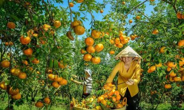 Du lịch miền Tây: Khám phá vườn quýt hồng Lai Vung