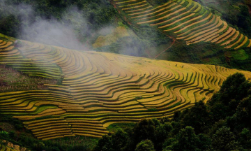 Bức tranh mùa lúa chín trên cao nguyên Xím Vàng, Sơn La