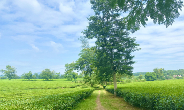 Đồi chè Thanh Sơn - Đồi chè xanh mướt giữa lòng Phú Thọ