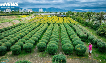 Bức tranh hoa cúc vàng tại Bình Định lôi cuốn lữ khách ghé thăm