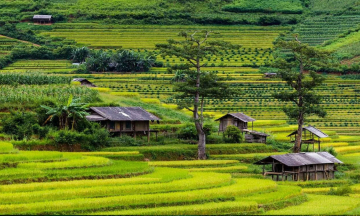 Bản Lìm Thái: Ngôi làng nhỏ bình yên gần Mù Cang Chải, Yên Bái