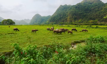 Nơi chữa lành đúng nghĩa ở Hải Phòng không phải ai cũng biết