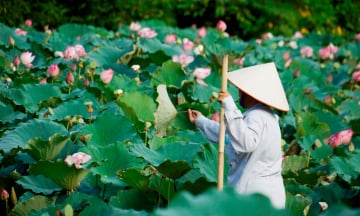 Mùa sen Lào Cai – Góc thiên nhiên giữa nhịp sống hiện đại