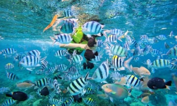 Lặn ngắm san hô Nha Trang: Nên đi ở đâu, giá bao nhiêu?