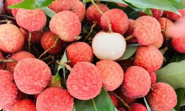  'Xứ sở vải thiều ' vào mùa: Sắc đỏ đẹp như tranh vẽ