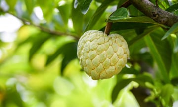 Na Chi Lăng: Loại quả đặc sản nổi tiếng Lạng Sơn