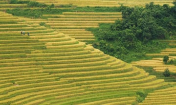 Tháng Tám ở Nậm Cang: Bức tranh mùa vàng giữa đại ngàn Tây Bắc