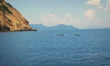 Khánh Hòa: Gần 100 con cá heo xuất hiện ở vịnh Nha Trang