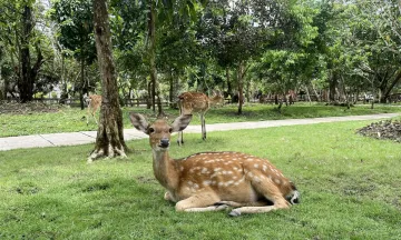Check-in vườn Thú Eco Safari Cần Thơ: Điểm đến hấp dẫn cho gia đình đổi gió cuối tuần