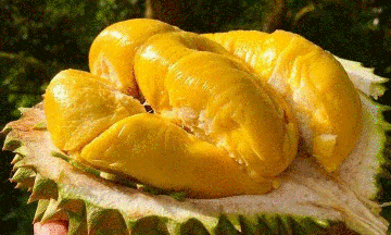 Thưởng thức sầu riêng Ngũ Hiệp Tiền Giang - Vị ngọt từ nông sản miền Tây
