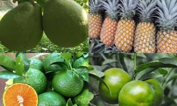 Điểm danh top 4 loại trái cây đặc sản của Hậu Giang