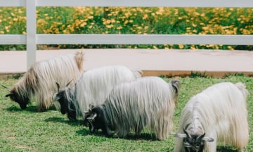 Từ Bình Dương đi Đà Lạt bao nhiêu km?