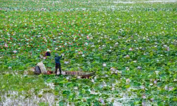 Khám phá thủ phủ sen hồng của Việt Nam: Tại sao gọi là Tháp Mười?