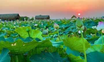 Du lịch Đồng Tháp 1 ngày nên đi đâu? Gợi ý 5 điểm đến đáng ghé nhất