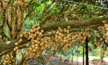 Khám phá vườn dâu Thiên Ân - Điểm du lịch sinh thái hấp dẫn ở Hậu Giang