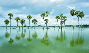 Khám phá búng Bình Thiên An Giang - Hồ nước ngọt tự nhiên lớn nhất miền Tây Nam Bộ