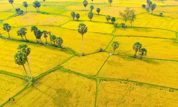 Chiêm ngưỡng những cánh đồng lúa đẹp nhất Việt Nam