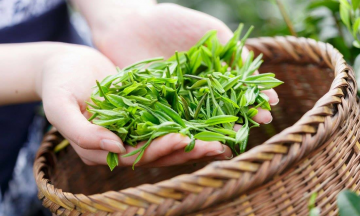Chè Shan Tuyết đặc sản Na Hang Tuyên Quang có gì đặc biệt?