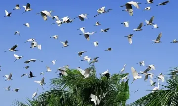 Kinh nghiệm du lịch sinh thái Vườn chim Bạc Liêu – Hành trình khám phá “vương quốc chim trời” giữa miền Tây