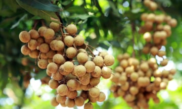 10 đặc sản Hưng Yên nhất định phải thưởng thức và mua về làm quà