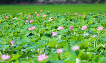 Top những điểm ngắm Sen đẹp nhất Đồng Tháp
